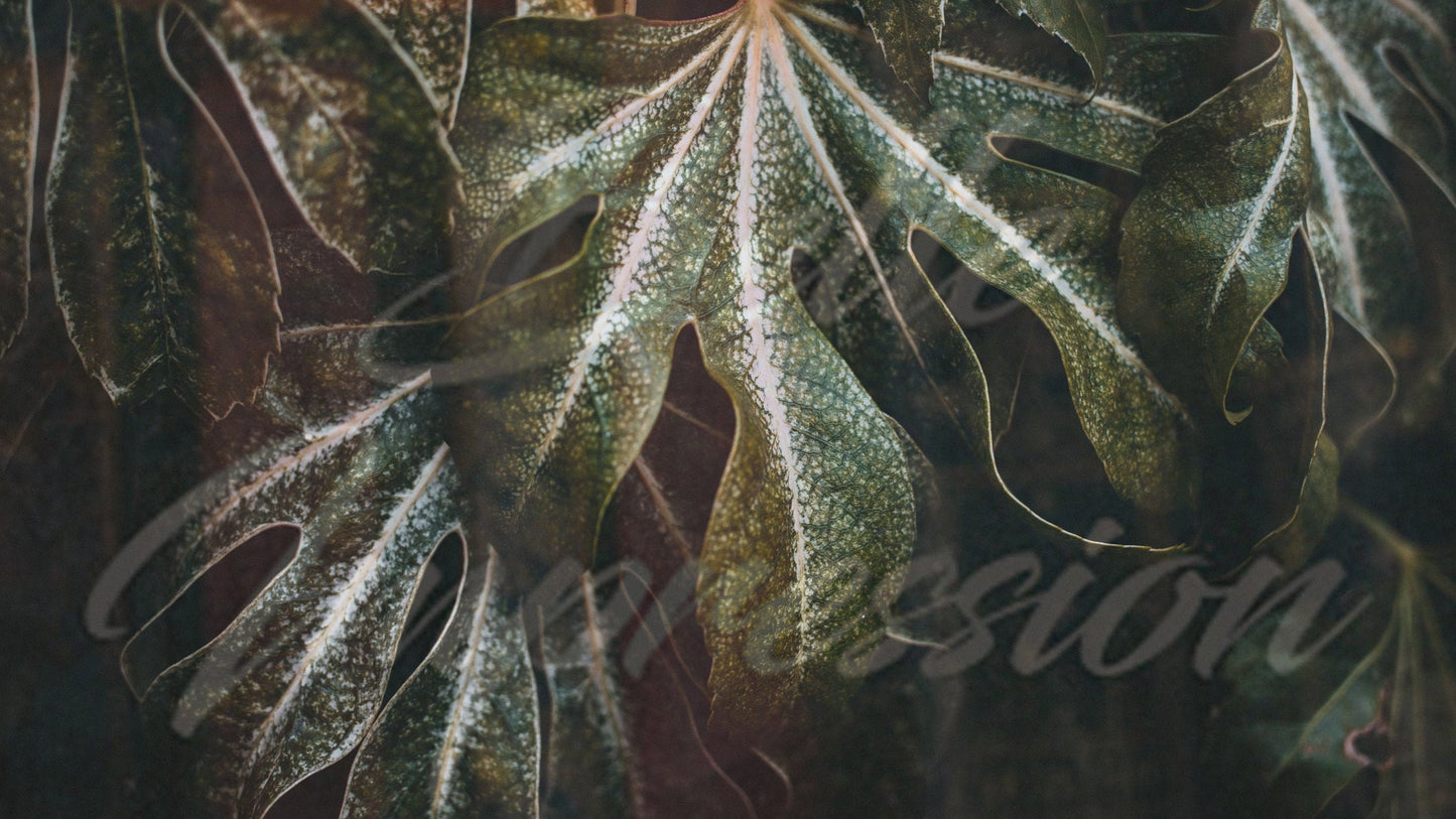 Monstera Palm Leaf Close Up Wallpaper, Exotic Removable Wall Paper with Monstera Leaves, Green Jungle Mural, Peel and stick, Wall Art