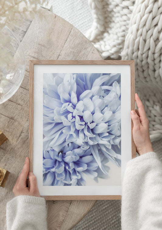 Watercolor blue chrysanthemums poster for nursery and home wall decor.