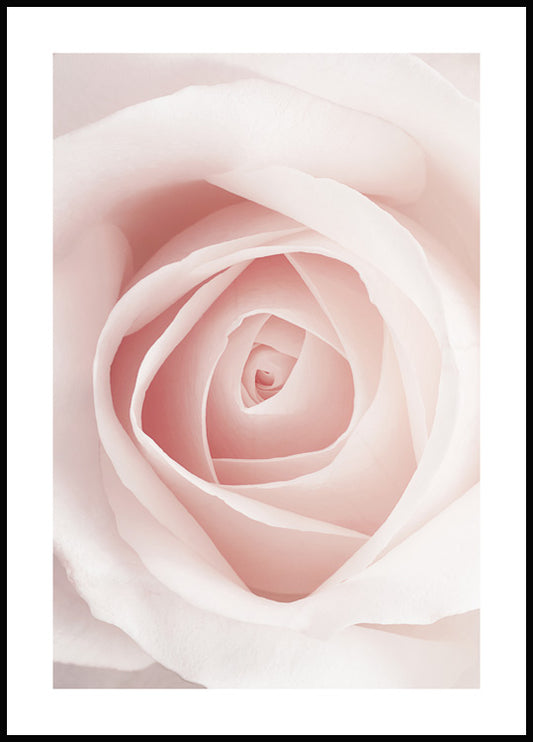 Watercolor pale pink rose poster for nursery and home wall decor.