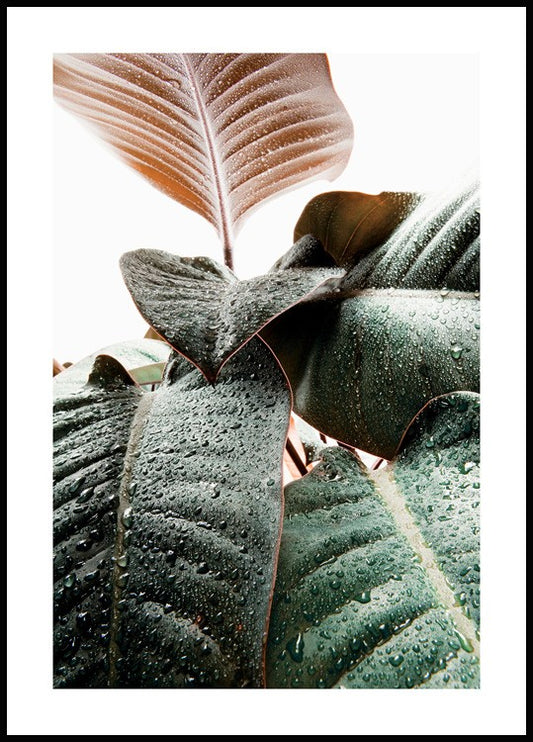 Watercolor droplets on leafs poster for nursery and home wall decor.