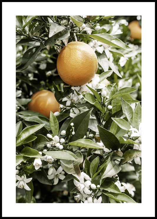 Watercolor orange tree poster for nursery and home wall decor.