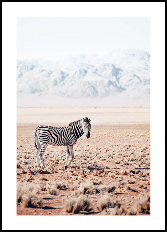 Watercolor zebra poster for nursery and home wall decor.