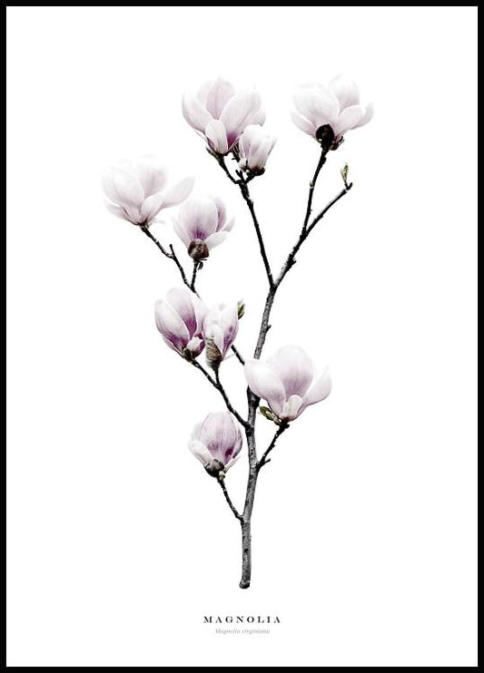 Watercolor magnolia poster for nursery and home wall decor.