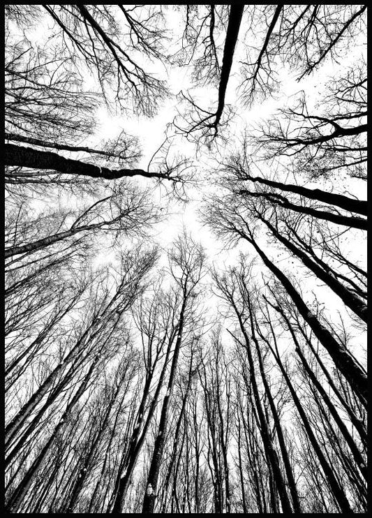 Watercolor treetops poster for nursery and home wall decor.