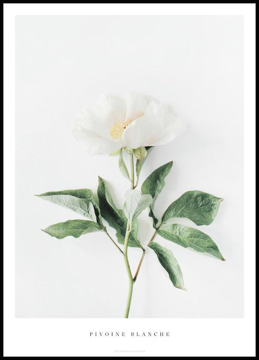 Watercolor white peony poster for nursery and home wall decor.
