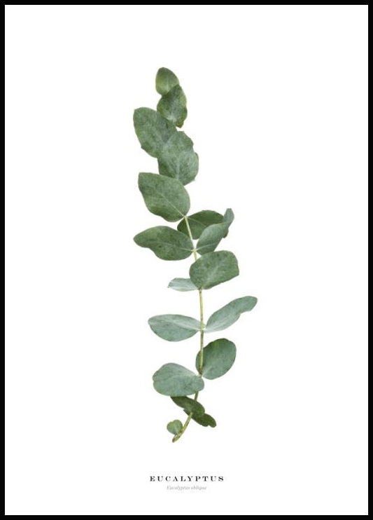 Watercolor eucalyptus poster for nursery and home wall decor.