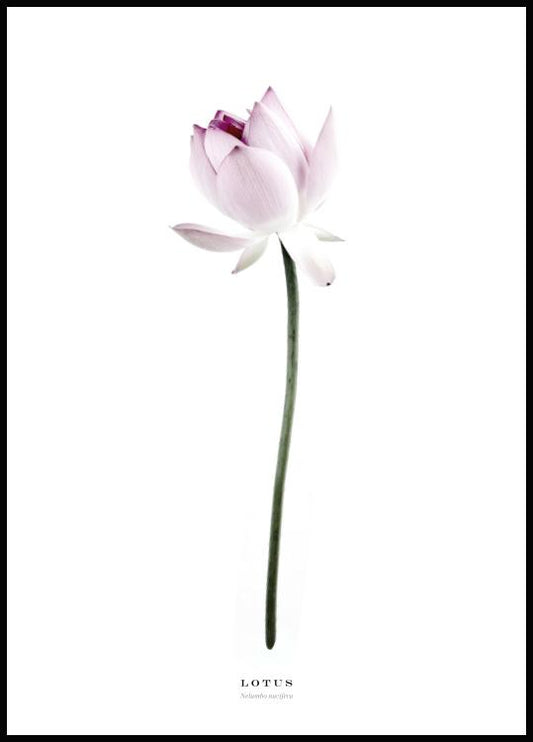 Lotus Poster