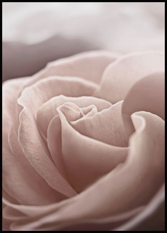 Watercolor pastel rose poster for nursery and home wall decor.