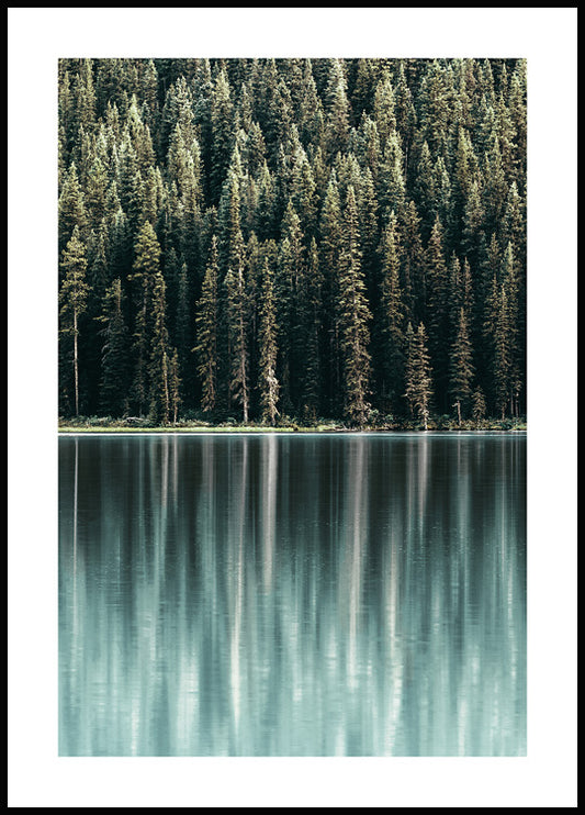 Pine Reflection Poster