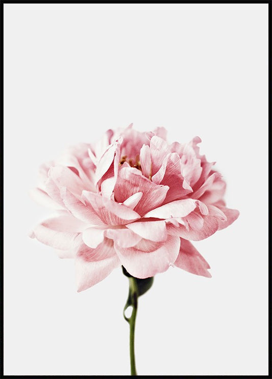 Watercolor pink flower poster for nursery and home wall decor.