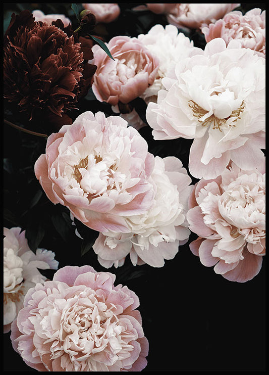 Watercolor spring peonies poster for nursery and home wall decor.