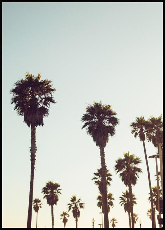 California Palms Poster
