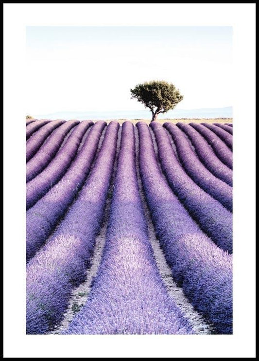 Watercolor lavender field tree poster for nursery and home wall decor.