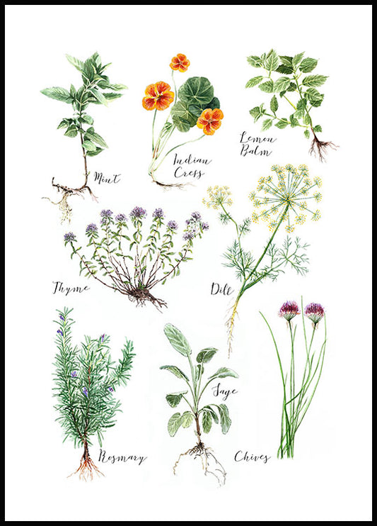 Watercolor kitchen herbs poster for nursery and home wall decor.