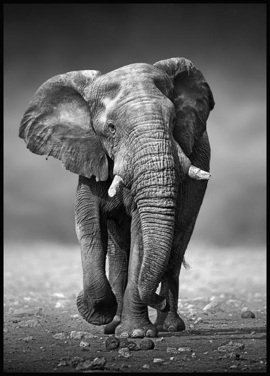 Watercolor majestic elephant poster for nursery and home wall decor.
