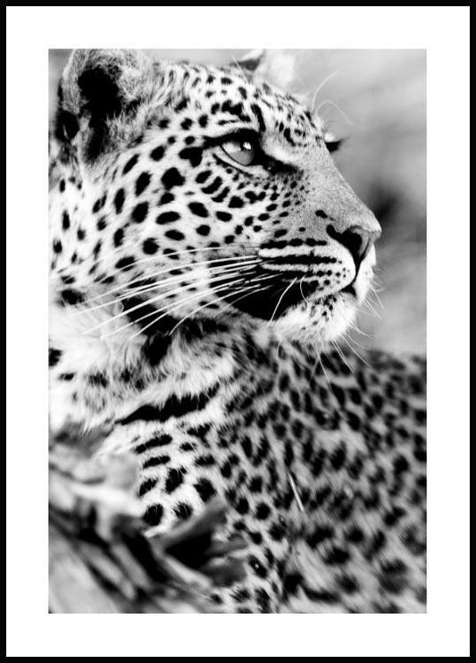 Watercolor snow leopard poster for nursery and home wall decor.