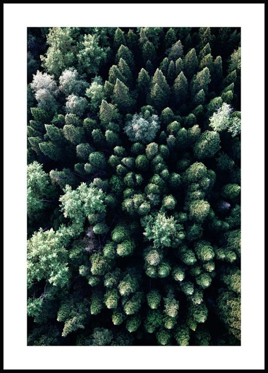 Watercolor forest from above poster for nursery and home wall decor.