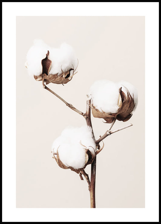 Watercolor cotton flower poster for nursery and home wall decor.