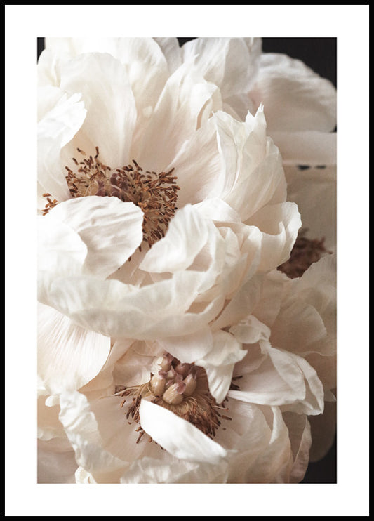 Watercolor cream peonies poster for nursery and home wall decor.