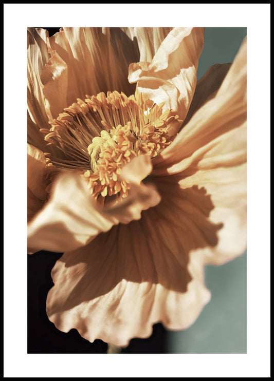 Watercolor poppy petals poster for nursery and home wall decor.