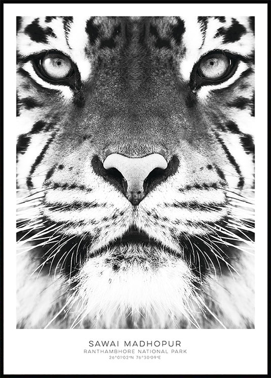 Watercolor bengal tiger poster for nursery and home wall decor.