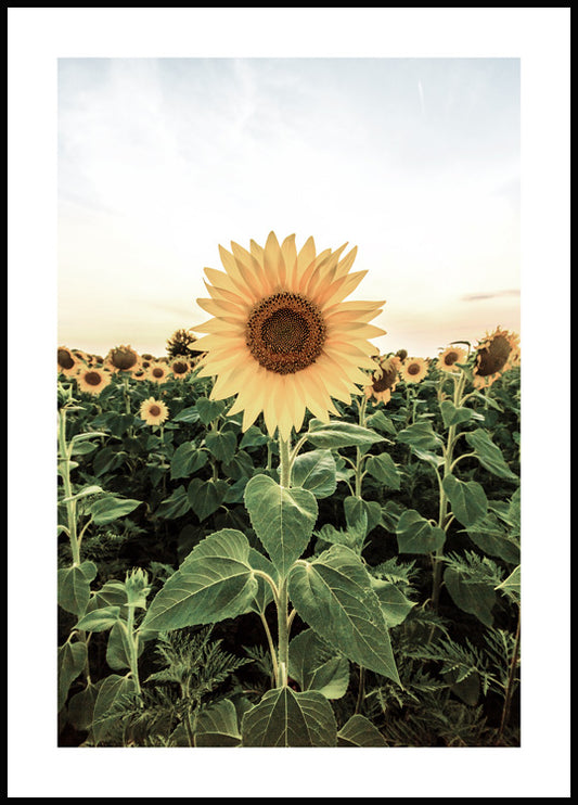 Watercolor sunflower field poster for nursery and home wall decor.