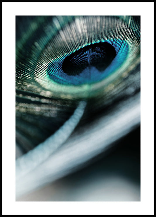 Peacock Feather Poster