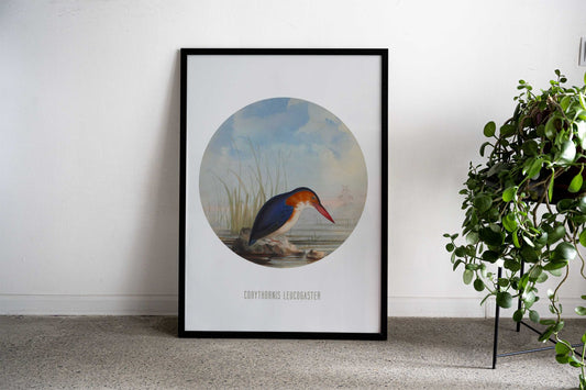 White bellied kingfisher Asian Style Poster | Wall Art for Home & Office | High-Quality Print - High-Quality Visual Display