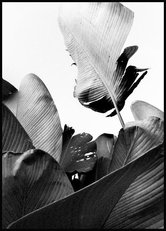 Watercolor banana leaves poster for nursery and home wall decor.