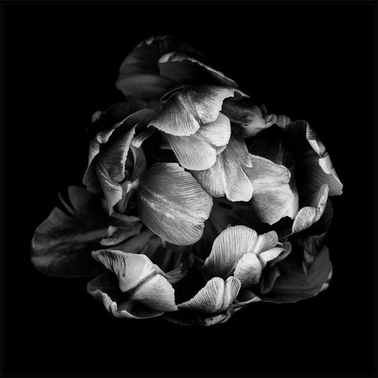 Watercolor blooming poster black and white peony for nursery and home wall decor.