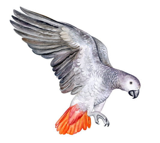 Watercolor big wall sticker set for kids, flying parrot for nursery and home wall decor.