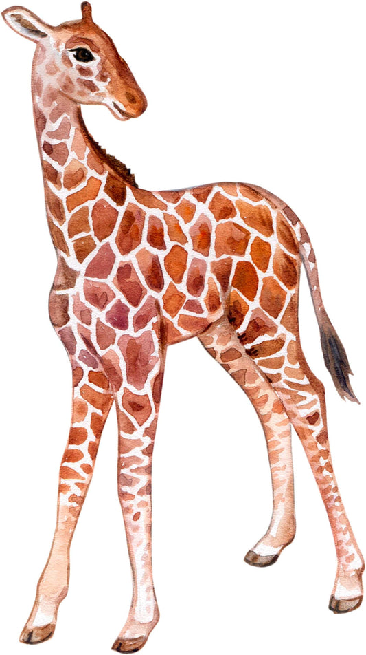 Watercolor big wall sticker set for kids, baby giraffe for nursery and home wall decor.