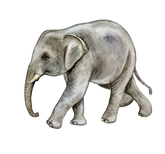 Watercolor big wall sticker set for kids, baby elephant for nursery and home wall decor.