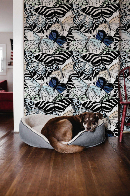 Dark Butterfly    | Dark Butterfly   Removable Wallpaper | Peel and Stick |  #20AC