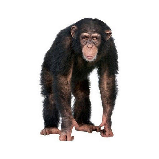 Watercolor realistic monkey wall sticker for nursery and home wall decor.