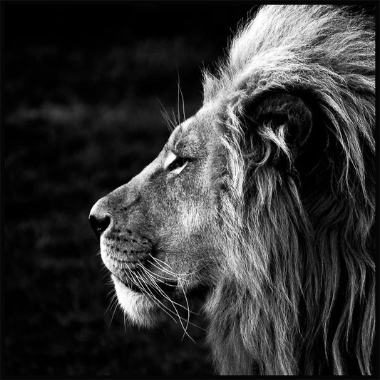 Watercolor lion poster for nursery and home wall decor.