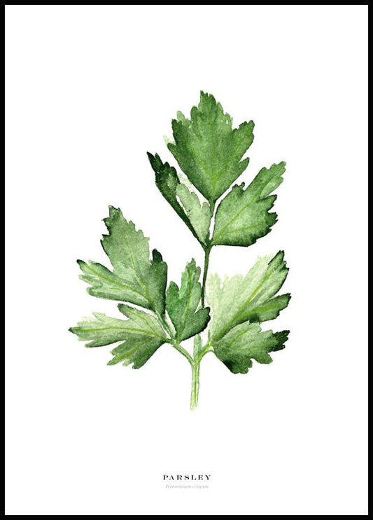 Watercolor parsley poster for nursery and home wall decor.