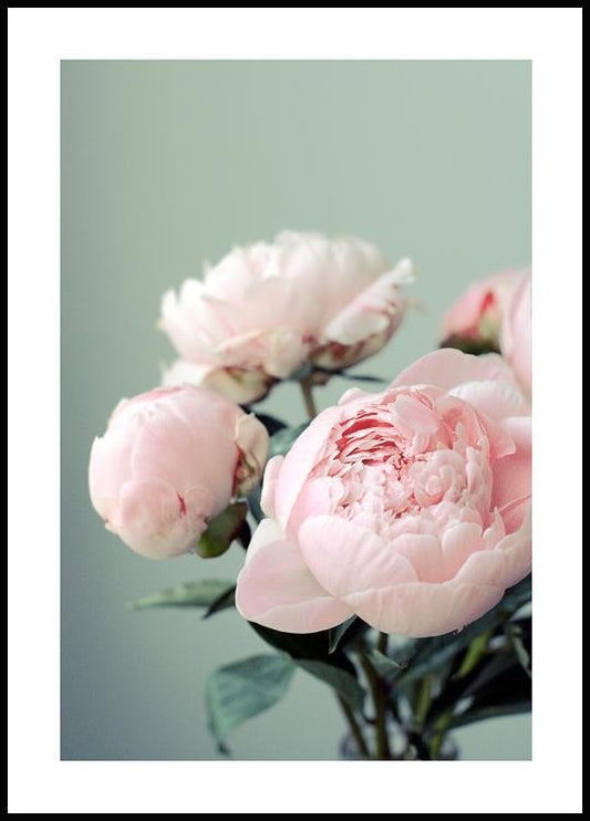 Watercolor pink peonies poster for nursery and home wall decor.