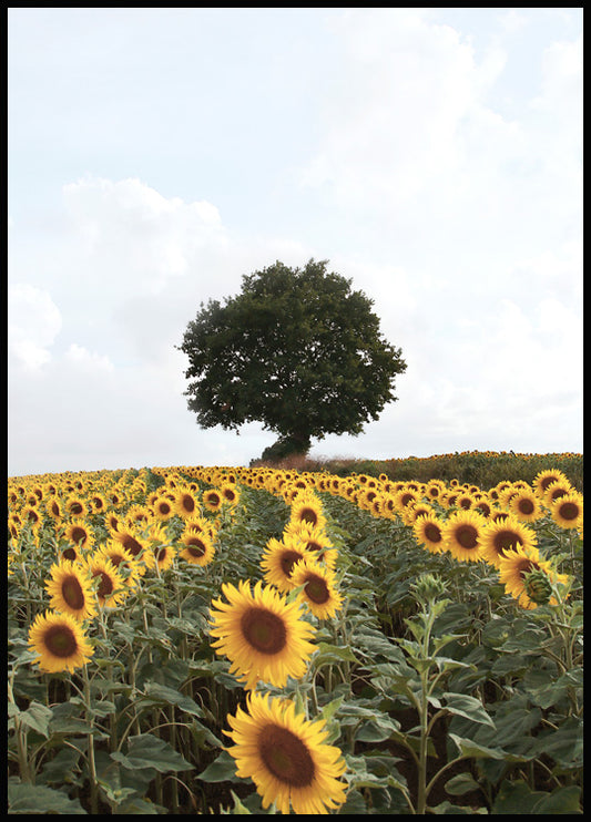 Watercolor sunflower meadow poster for nursery and home wall decor.