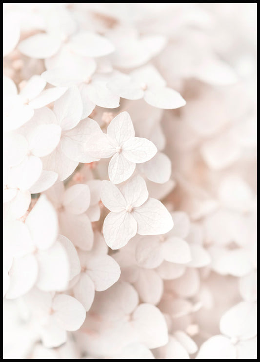 Watercolor white hydrangea poster for nursery and home wall decor.