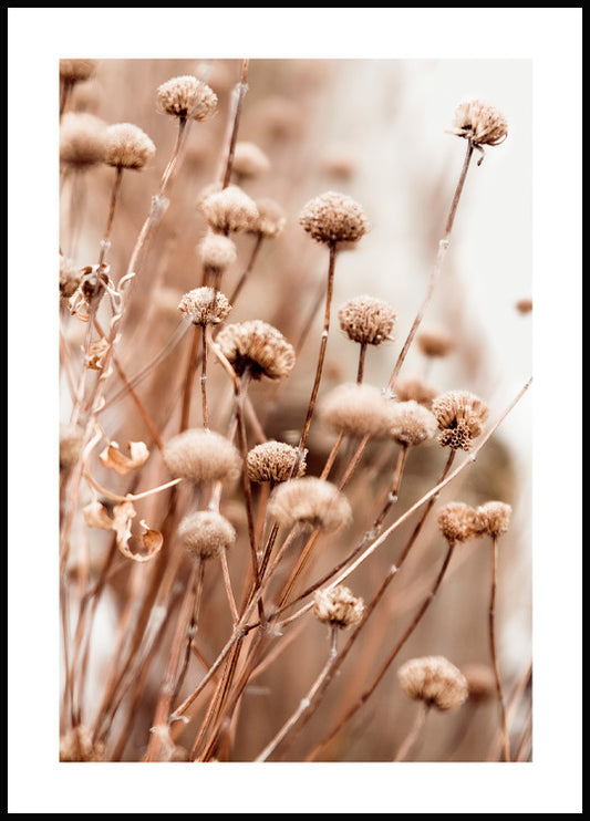 Delicate Dry Flowers Poster
