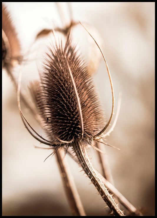Watercolor thistle bud poster for nursery and home wall decor.