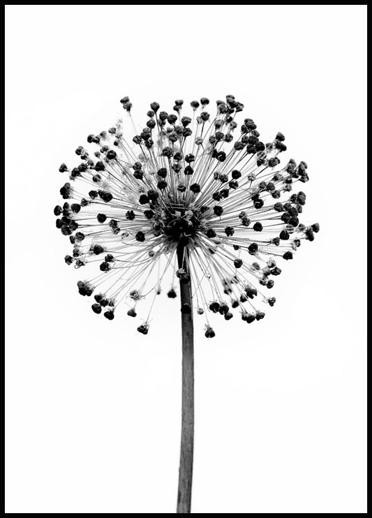 Watercolor dried allium flower poster for nursery and home wall decor.