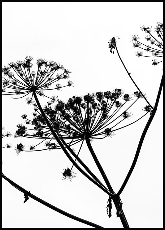 Dried Flower Silhouette Poster