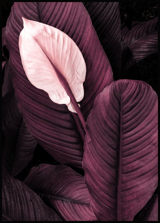 Purple Leaves No1 Poster