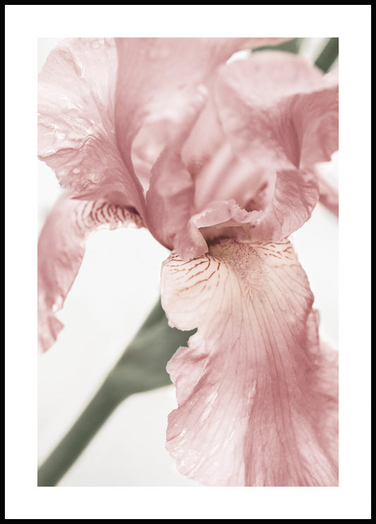 Watercolor pink flower detail poster for nursery and home wall decor.