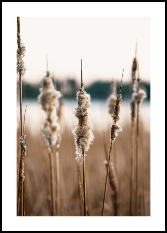 Watercolor dried reedmace poster for nursery and home wall decor.