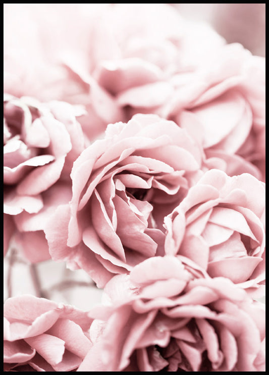 Watercolor blooming pink roses poster for nursery and home wall decor.