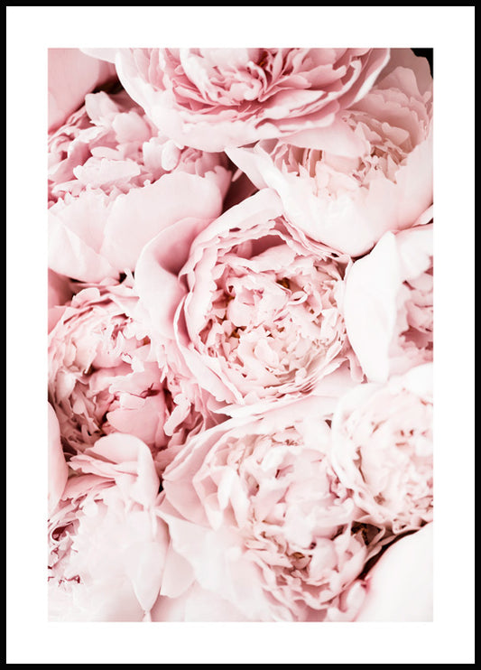 Watercolor light pink peonies poster for nursery and home wall decor.