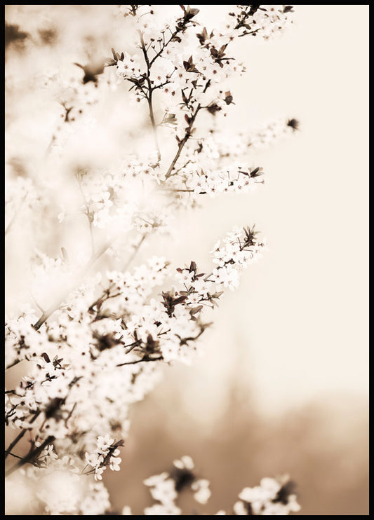 Watercolor white cherry blossom poster for nursery and home wall decor.